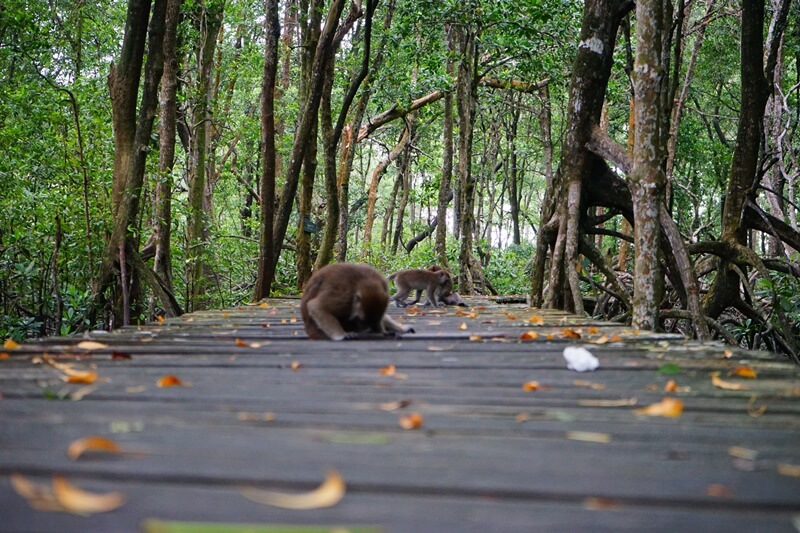 Hutan Mangrove Tarakan, Kawasan Konservasi yang Menyenangkan Untuk Berwisata