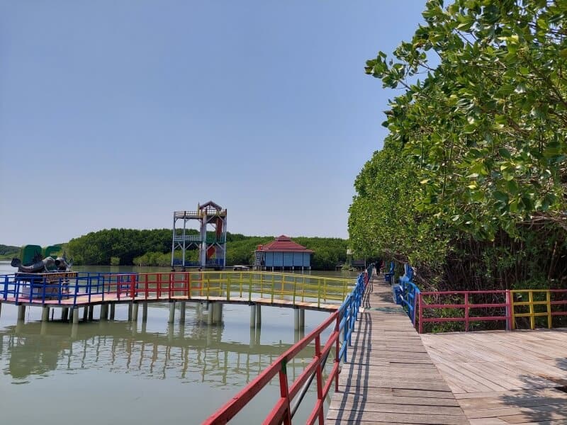 Hutan Mangrove Brebes, Sejarah Hutan Mangrove Yang Menjadi Wisata&nbsp;Brebes